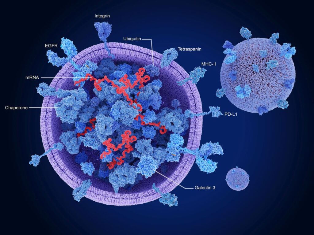 Exosomes, cross section showing proteins and mrna