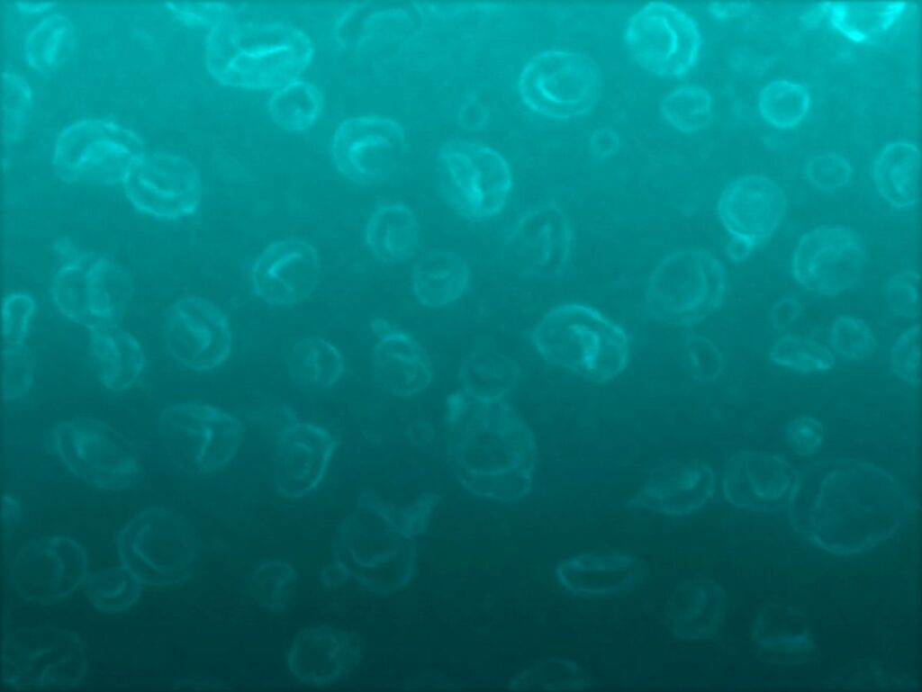 Exosomes 41